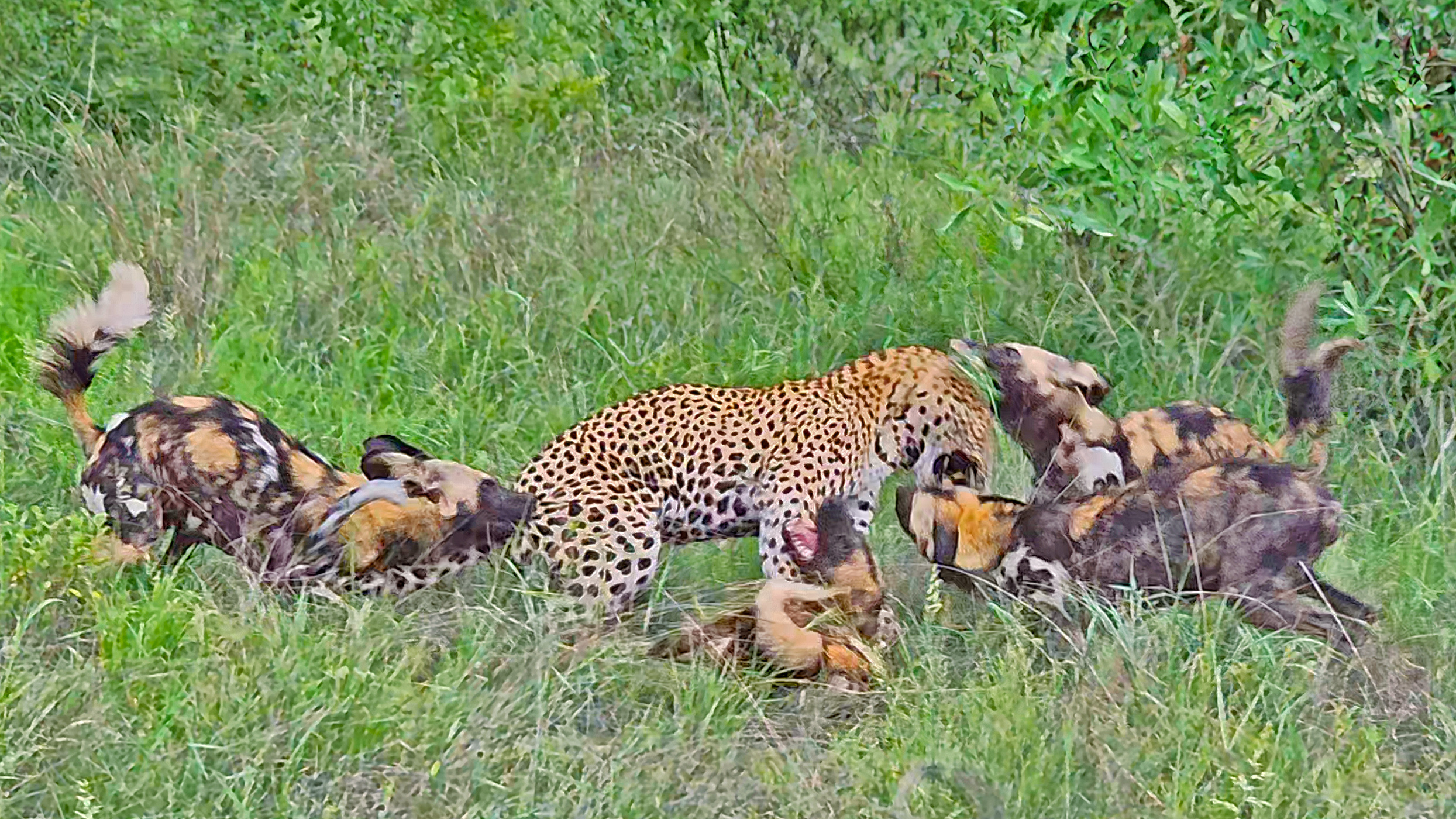 Leopard Paralyzes Wild Dog in Seconds as Pack Fights Back