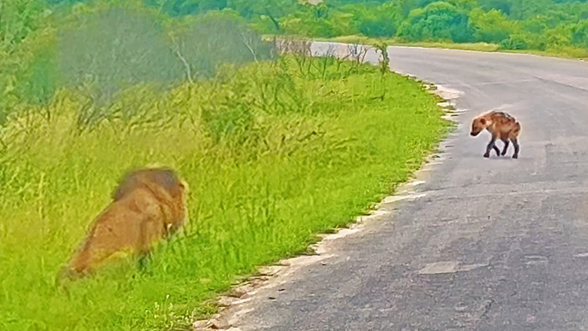 Watch Hyena Cub Walk Straight Into Huge Male Lion