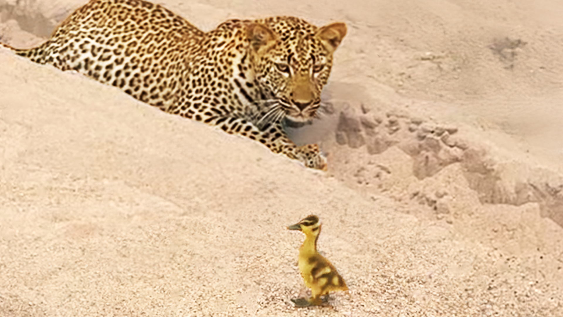 Innocent Moment Baby Bird Walks Up To Leopard