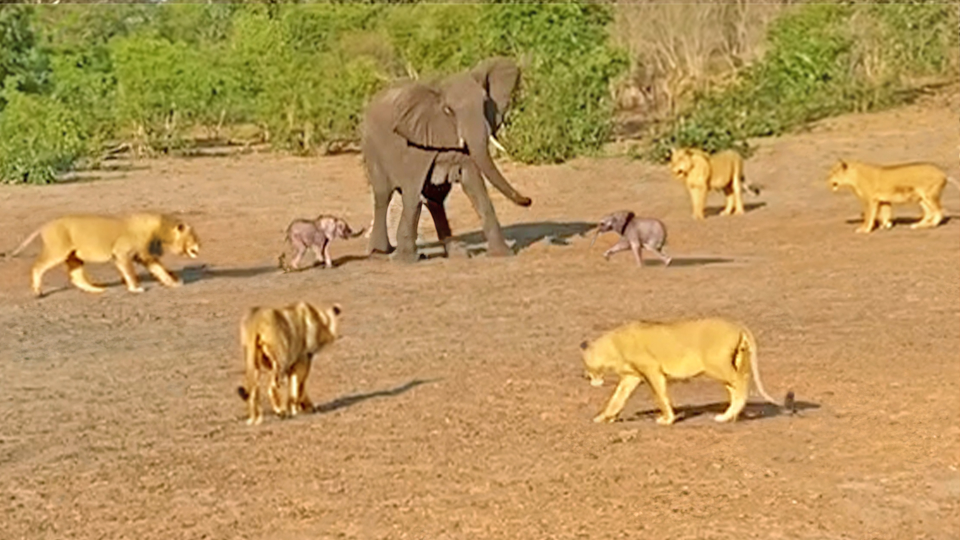 Watch Mother Elephant Give Up On Twin In Lion Incident 