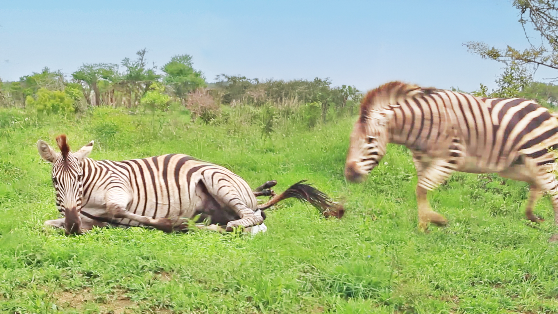 Zebra Stallion Crushes Foal Mid-Birth While Mom Fights Back