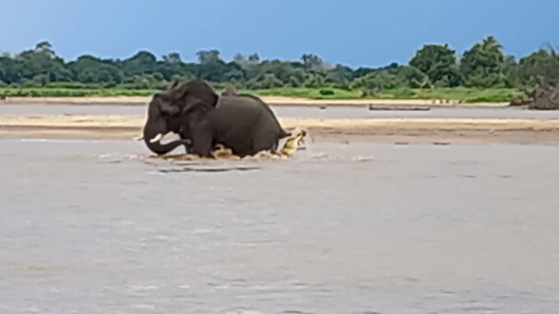 Incredible Moment Elephant Swings Crocodile Biting Its Tail