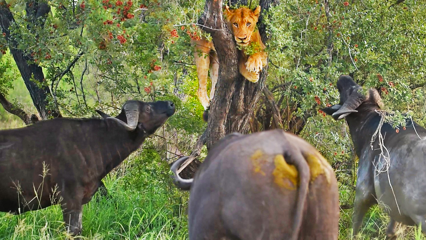 Buffalo Bite Lion In Private Area Whilst Its Stuck Up Tree