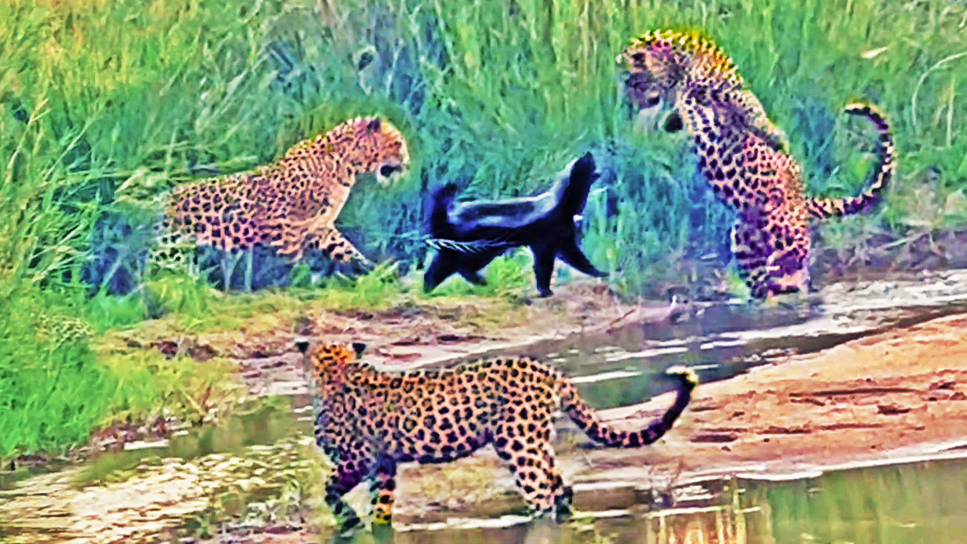 Watch 3 Leopards Engage In Epic Battle With Honey Badger