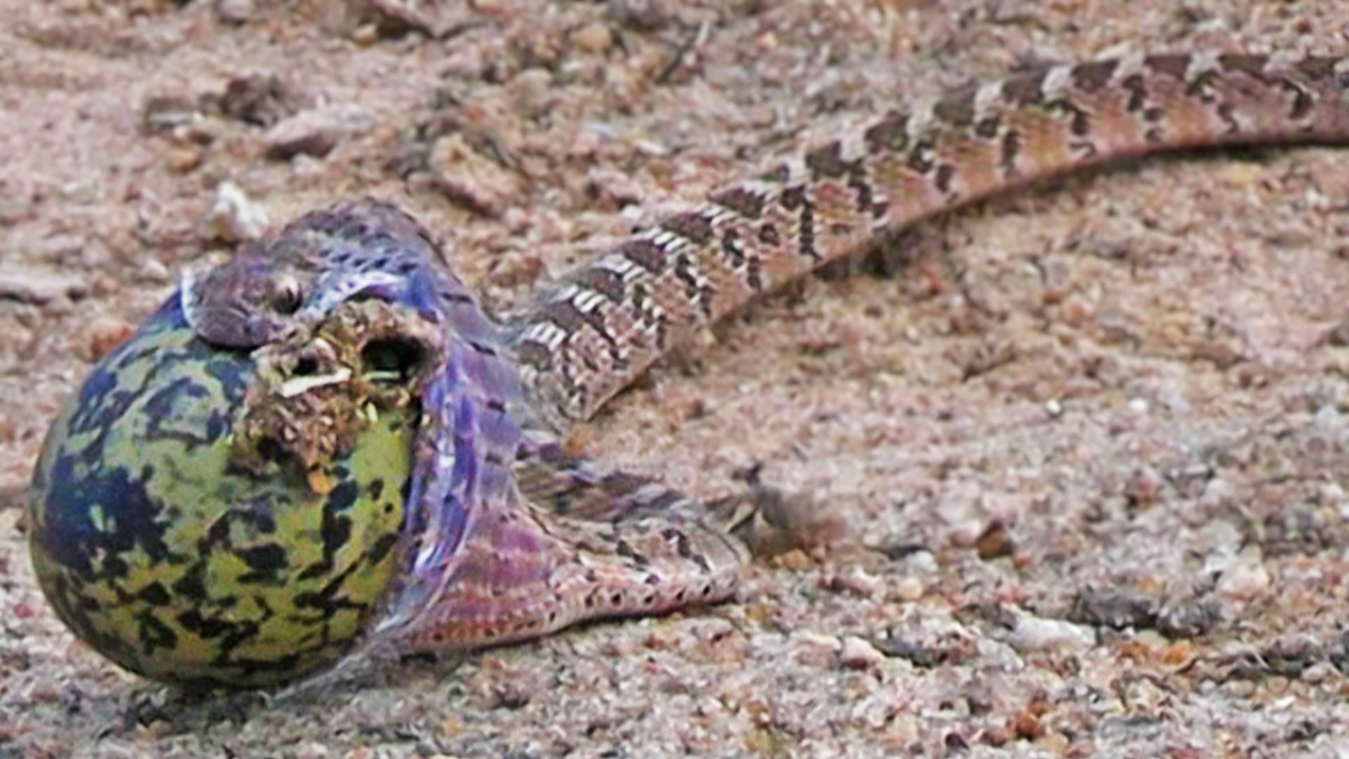 Snake Looks Like Huge Balloon After Stealing Huge Egg