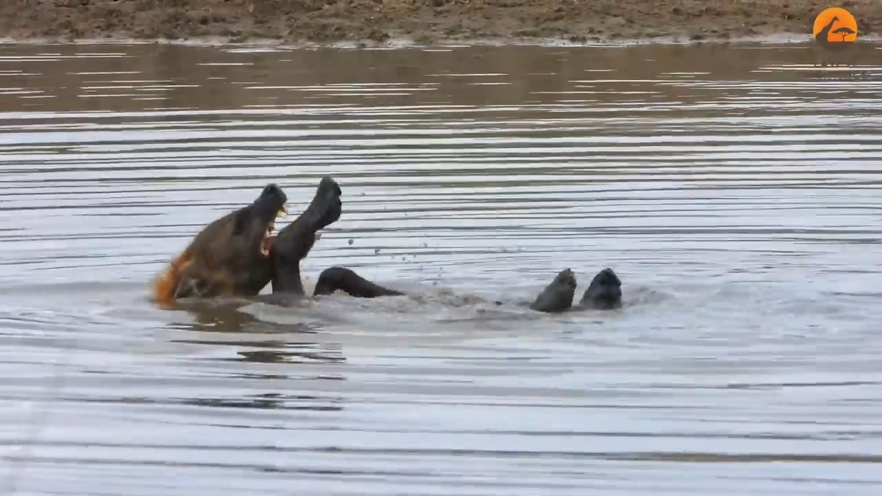 Incredible: Watch Hyena Appear to Swim Backstroke