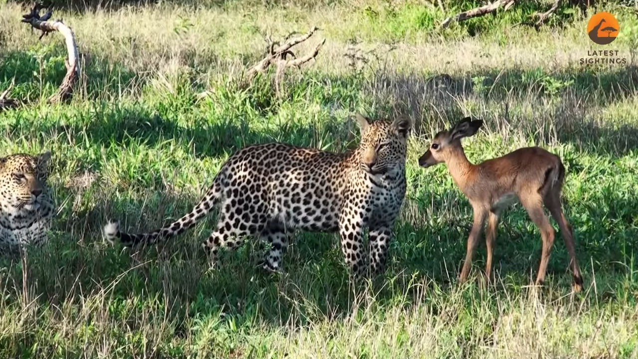 Leopard Plays With Innocent Impala