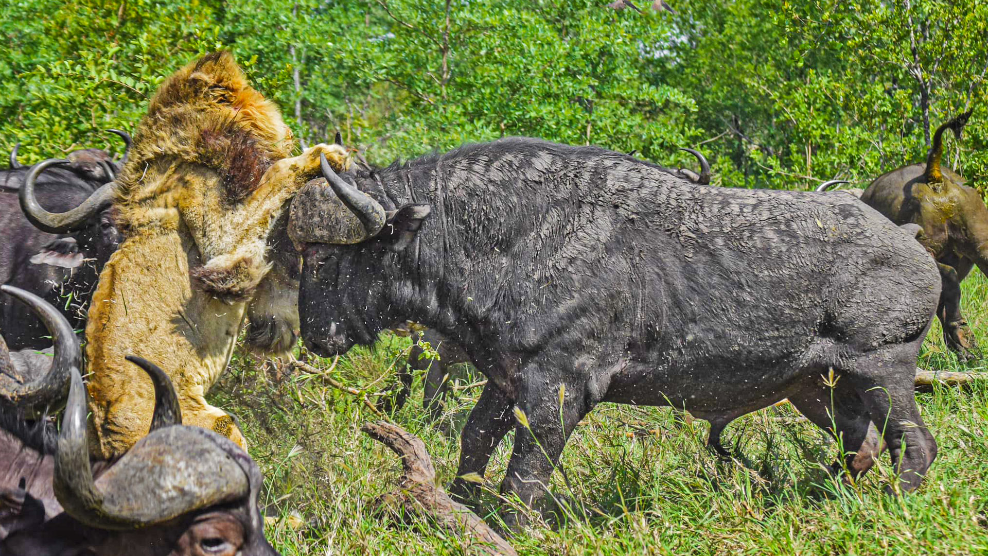 Buffaloes Attack Old Lion – Pride Comes To Rescue