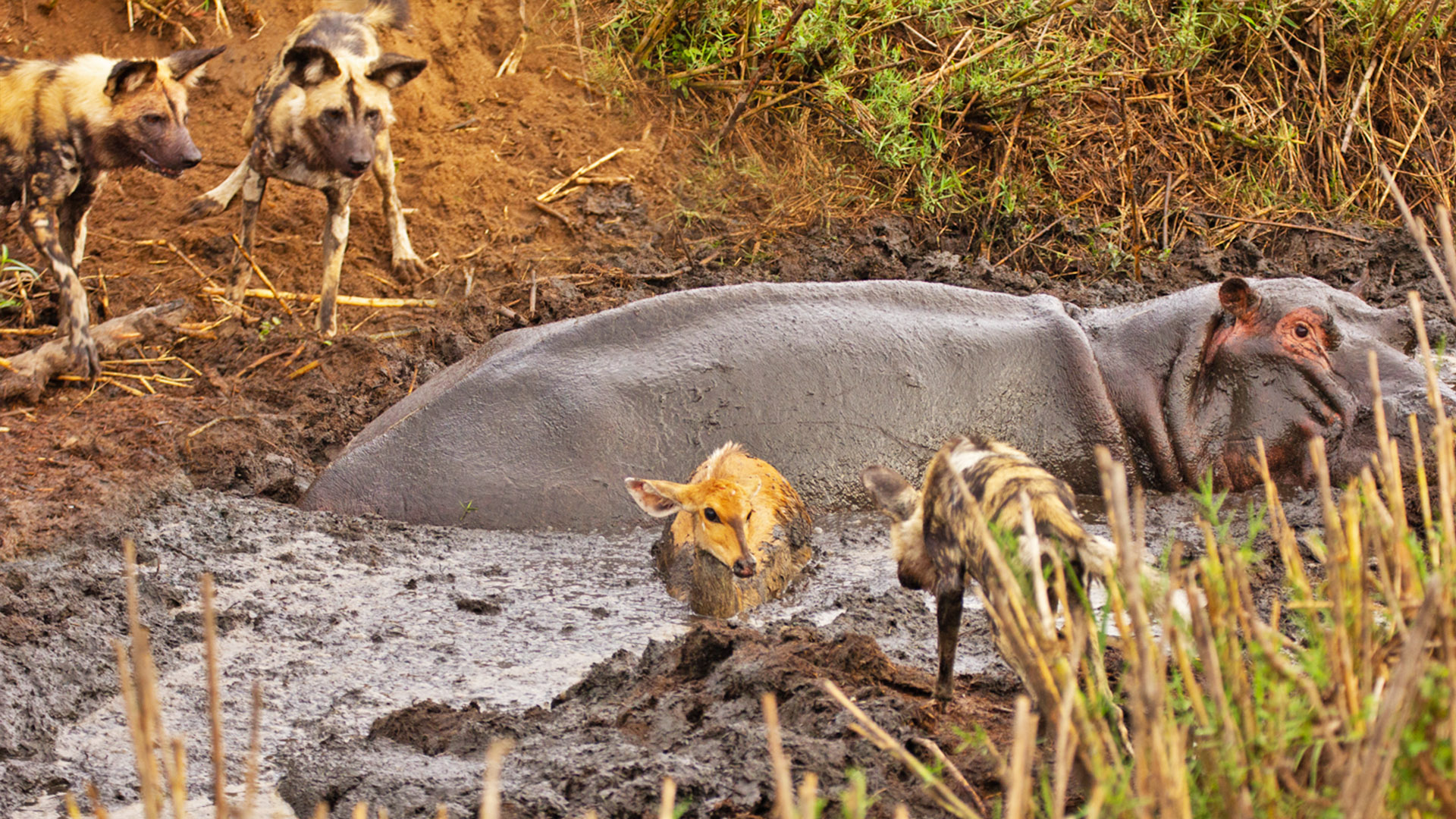 Watch Moment Hippo Crushes Buck After It Gets Stuck