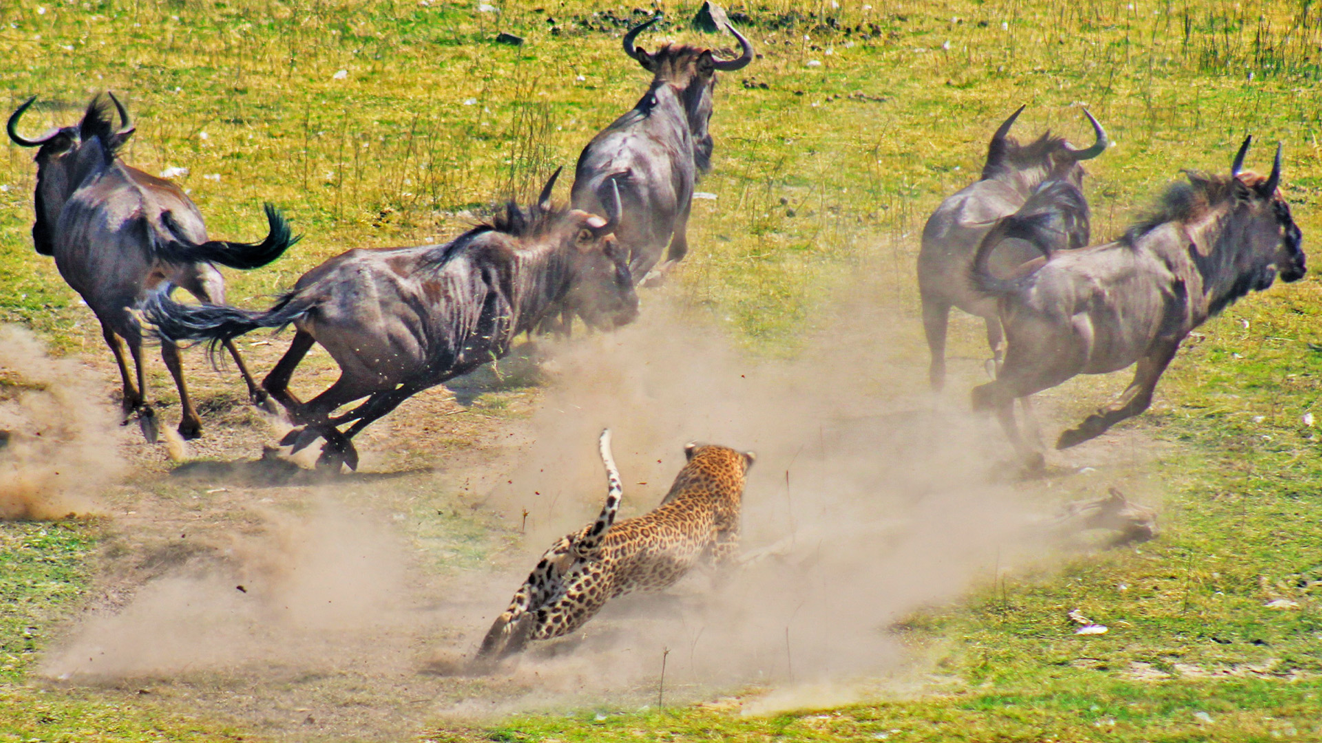 Watch Leopard Take Down Wildebeest 3x Its Size