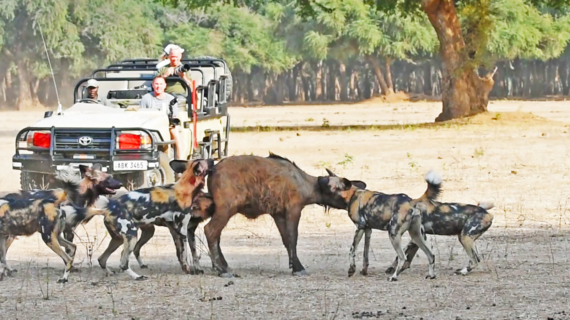 2 Baby Buffalos Try Fighting Off Wild Dogs