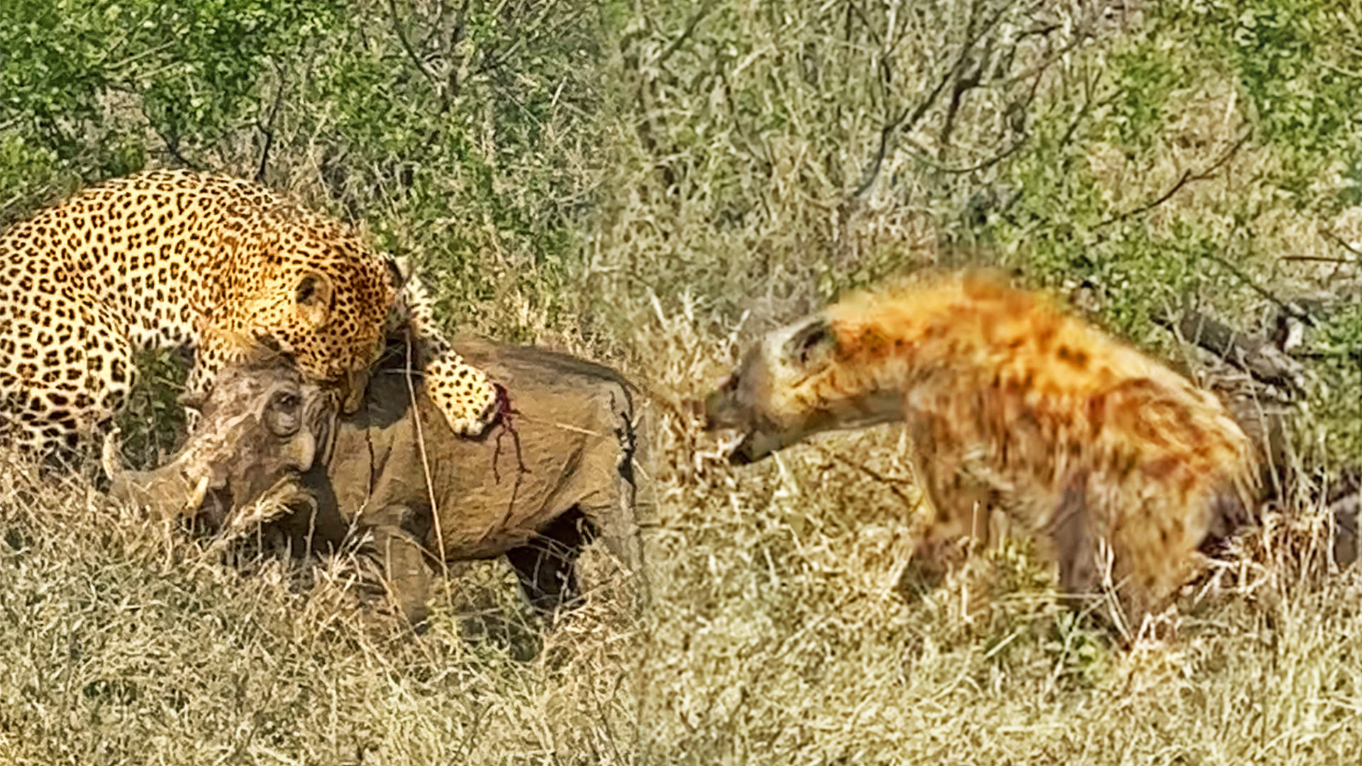 Wow: 1 Warthog Fights Off Leopard & 5 Hyenas