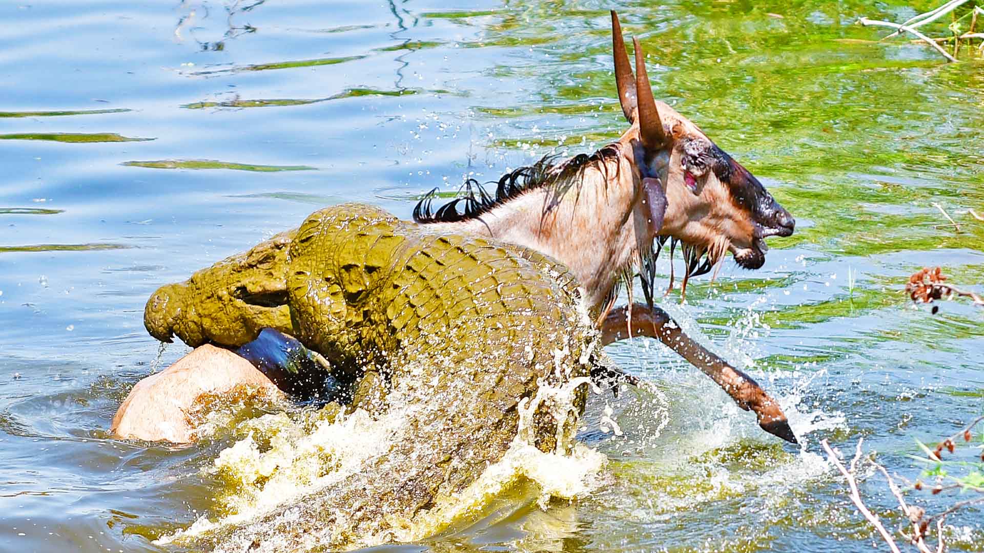 Wildebeest Escapes Small Croc To Swim Into Monster Croc