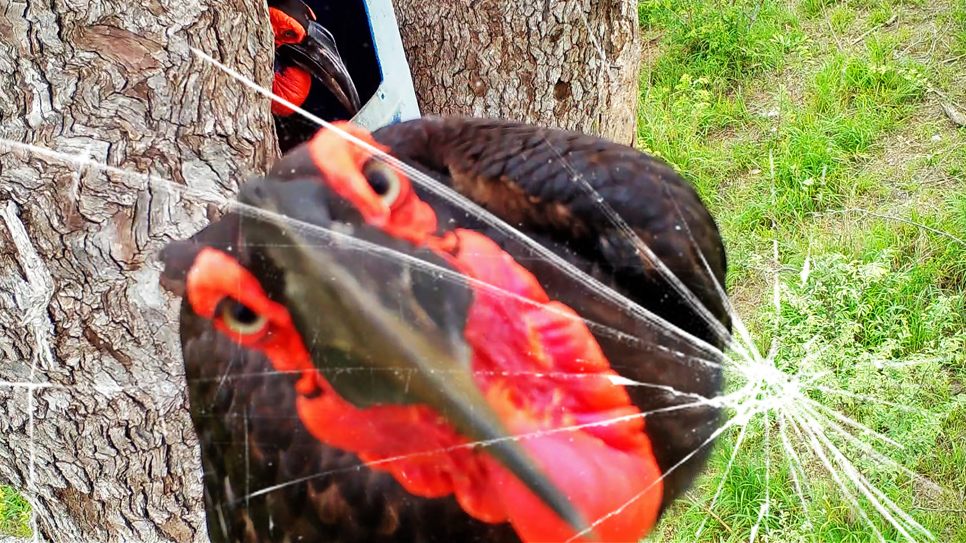 Curious Bird Destroys Its Own Research Camera