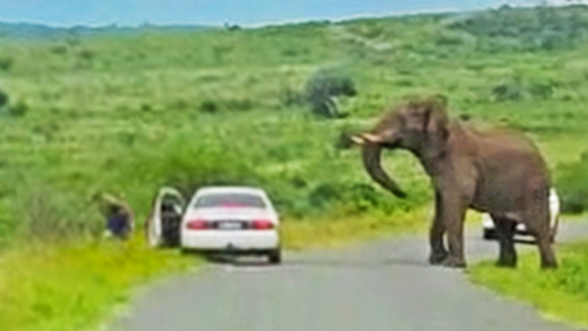 Watch Moment Man Ditches Toyota To Escape Elephant 