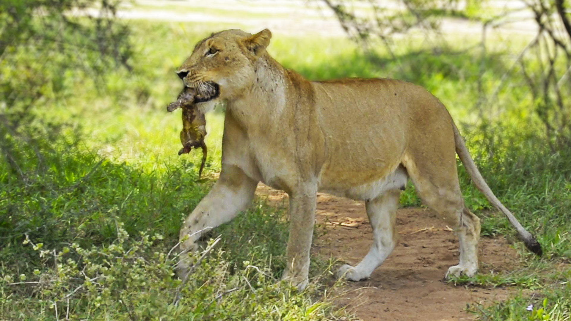 Rare Moment Lion Birth Gets Caught On Camera 