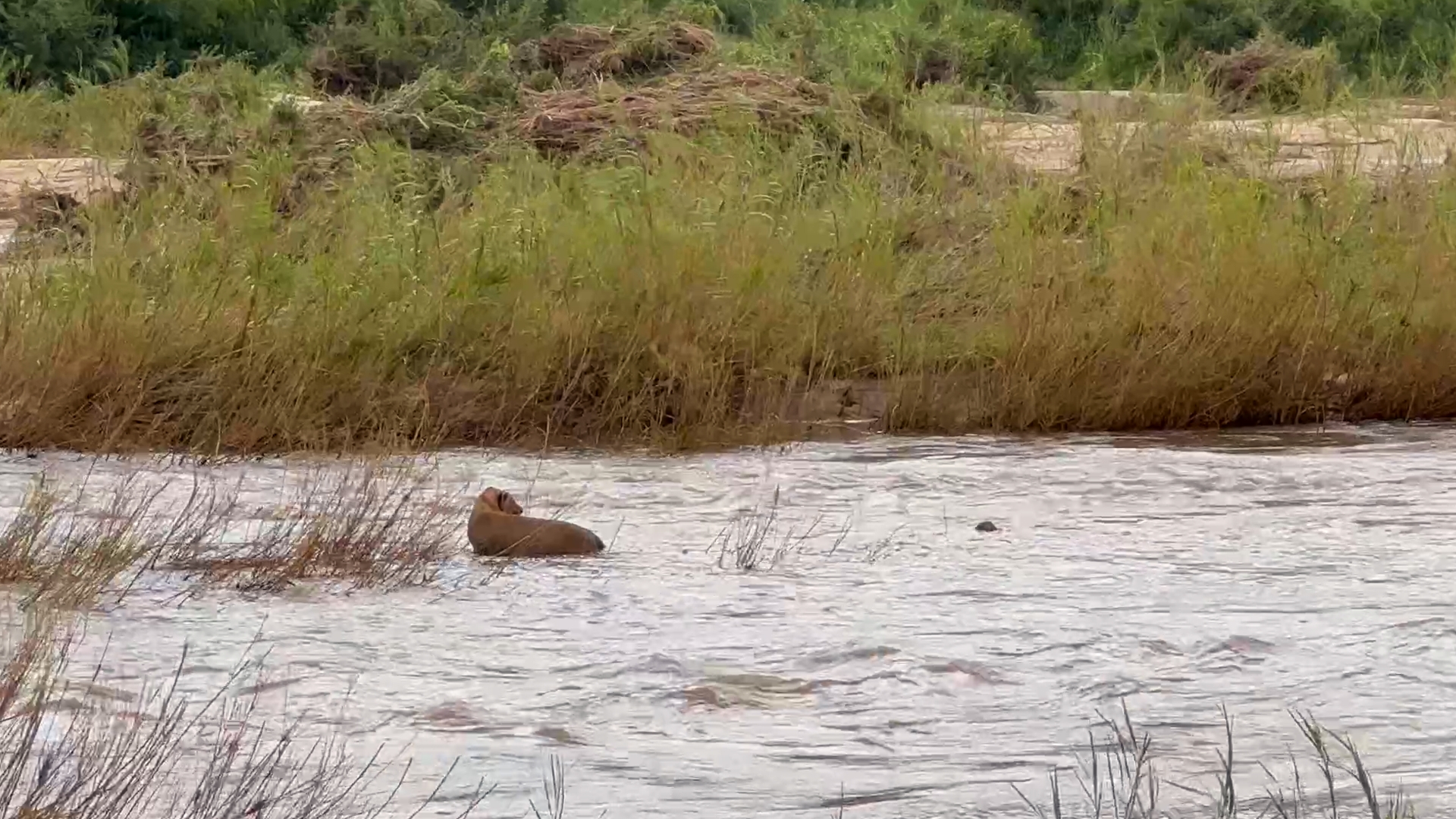 Brave Lioness Saves Cub From Flooding River