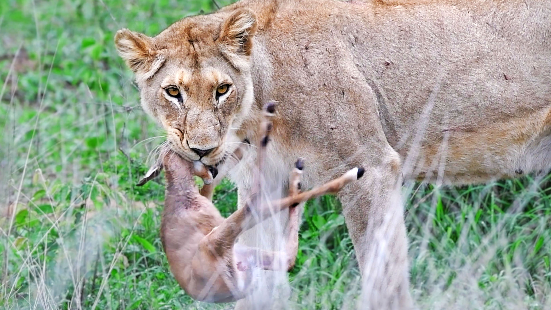 Watch Baby Impala Fight Back With Head Inside Lion’s Mouth