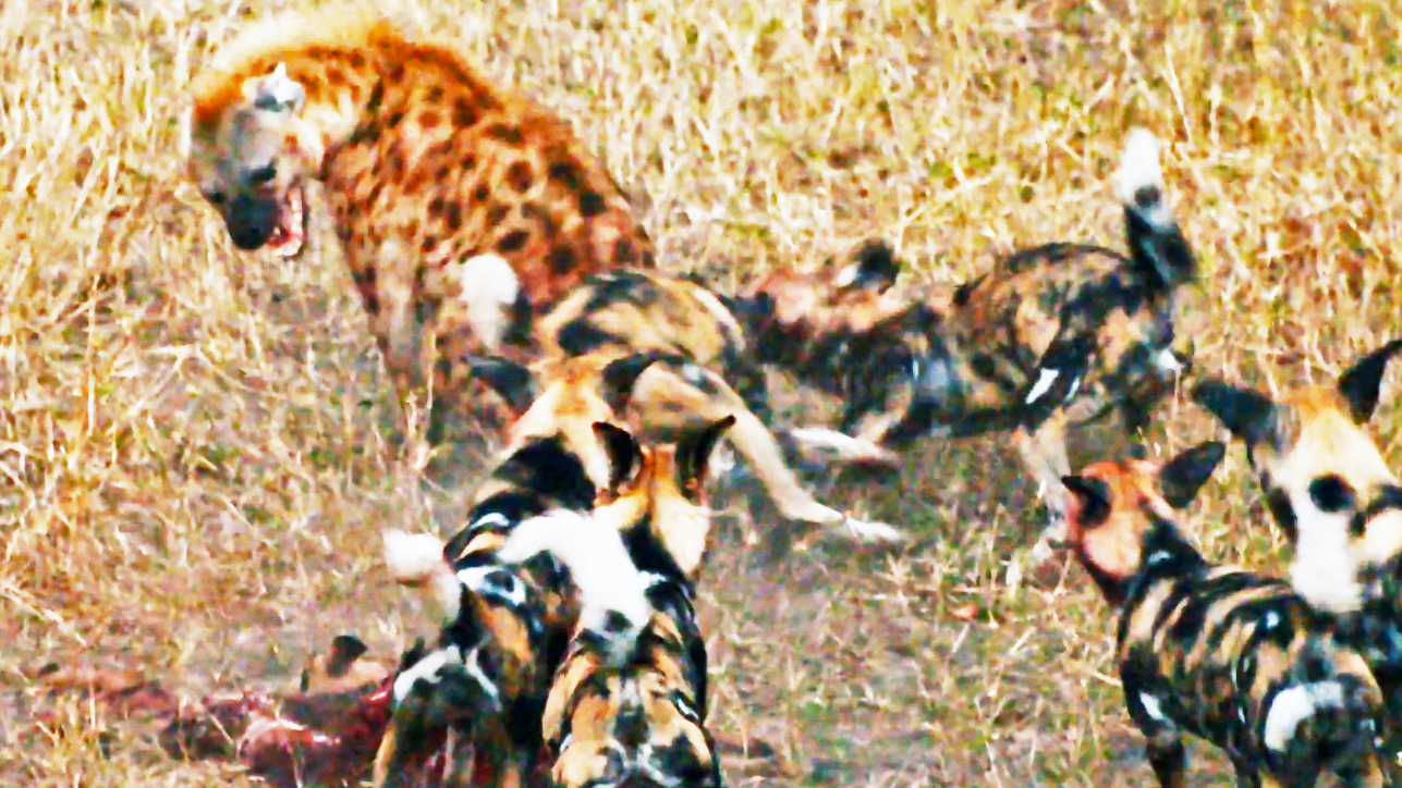 Watch: Wild Dogs Defend Kill Against Hungry Hyenas 
