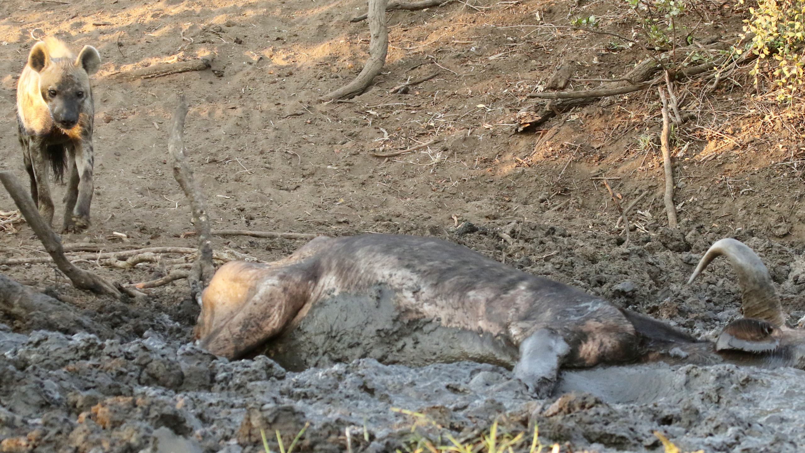 Watch: Hyena Finds Buffalo Still Alive Trapped In Mud