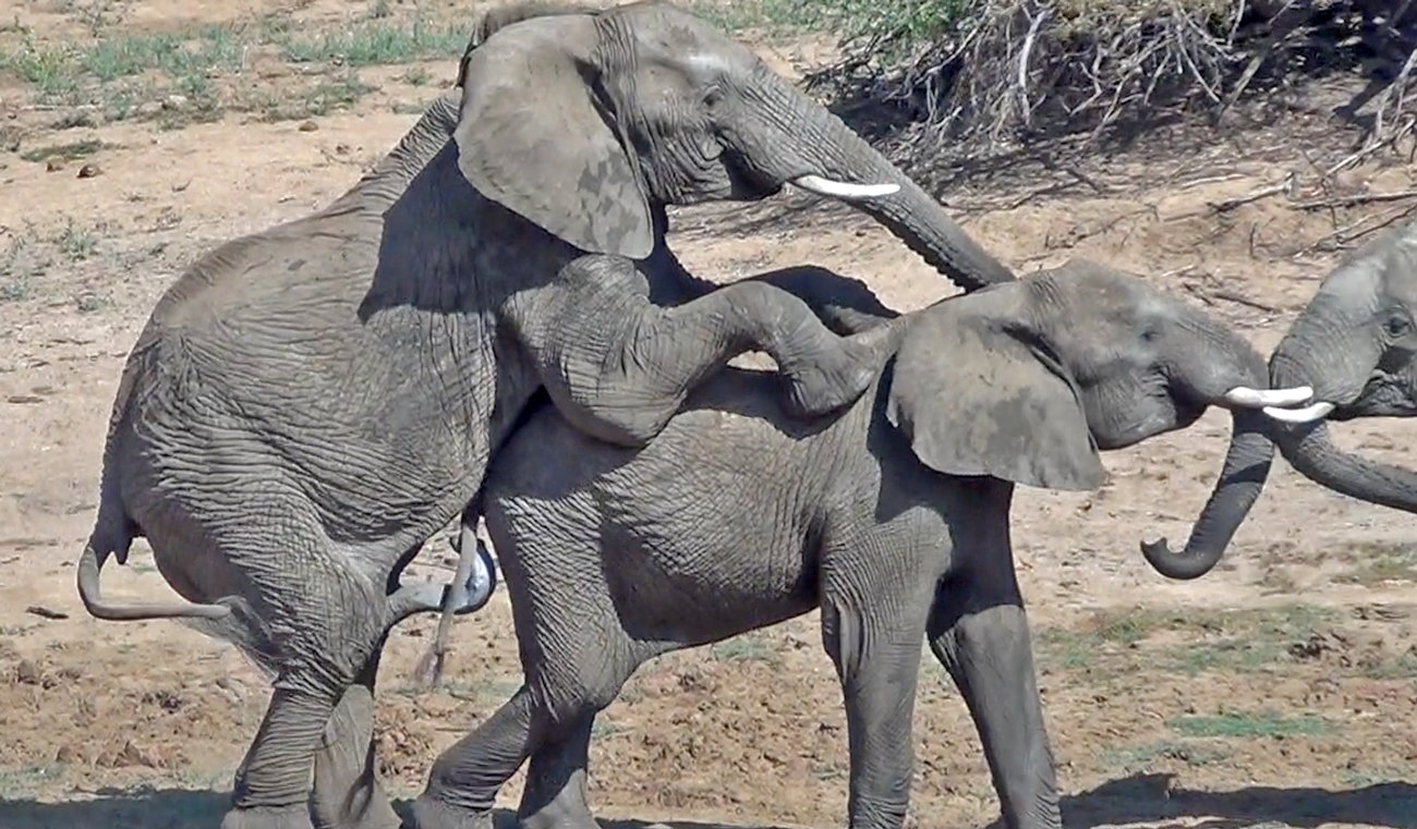 Male Elephant Shows Dominance In Powerful Display