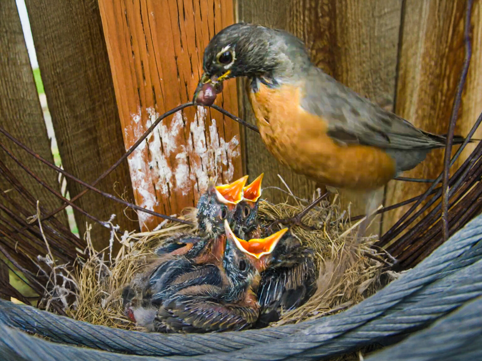 Watch Robin Babies From Eggs To Flying