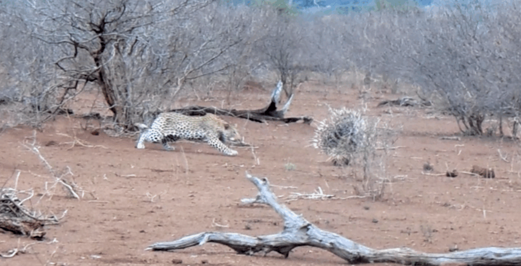 Lessons From Leopard Leopard Learns Painful Lesson From Two Porcupines