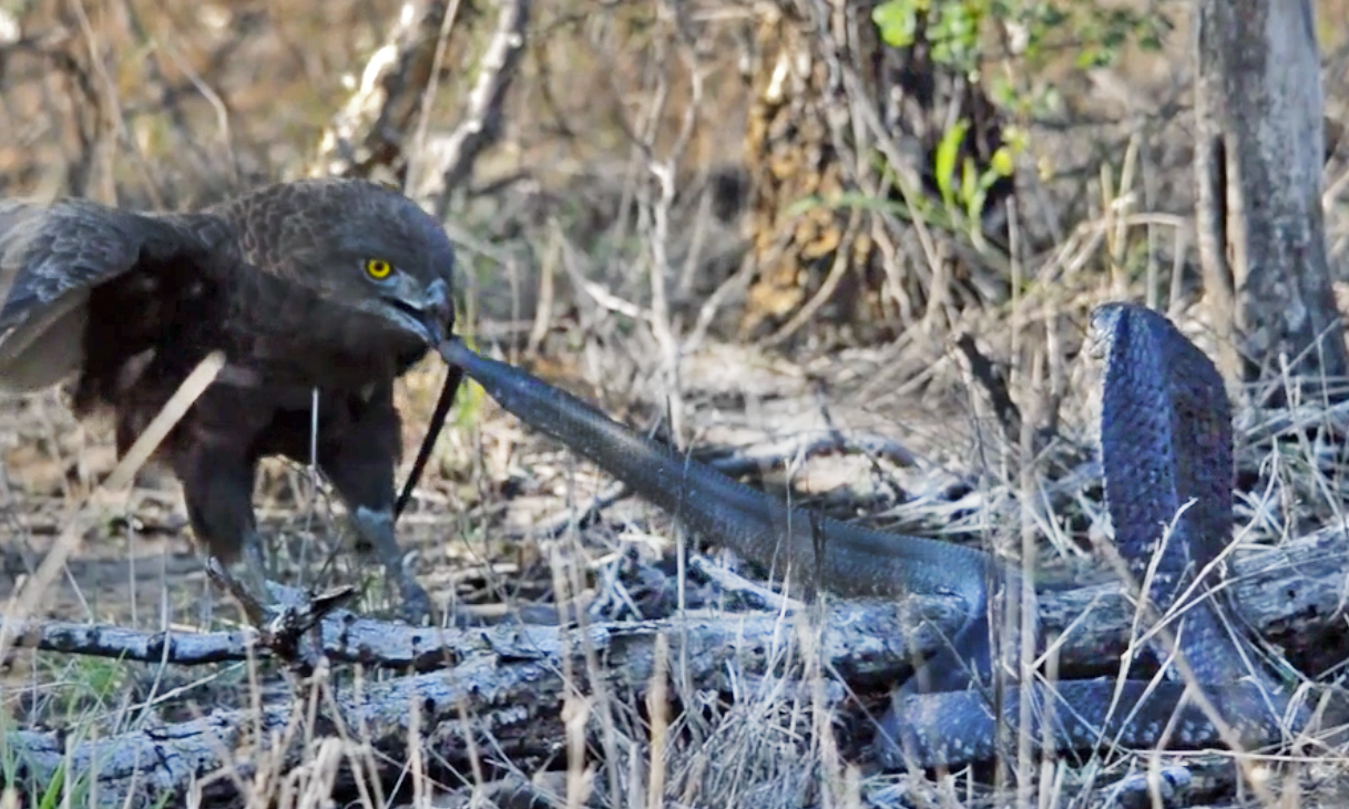 Cobra Battles Brown Snake Eagle In Deadly Showdown