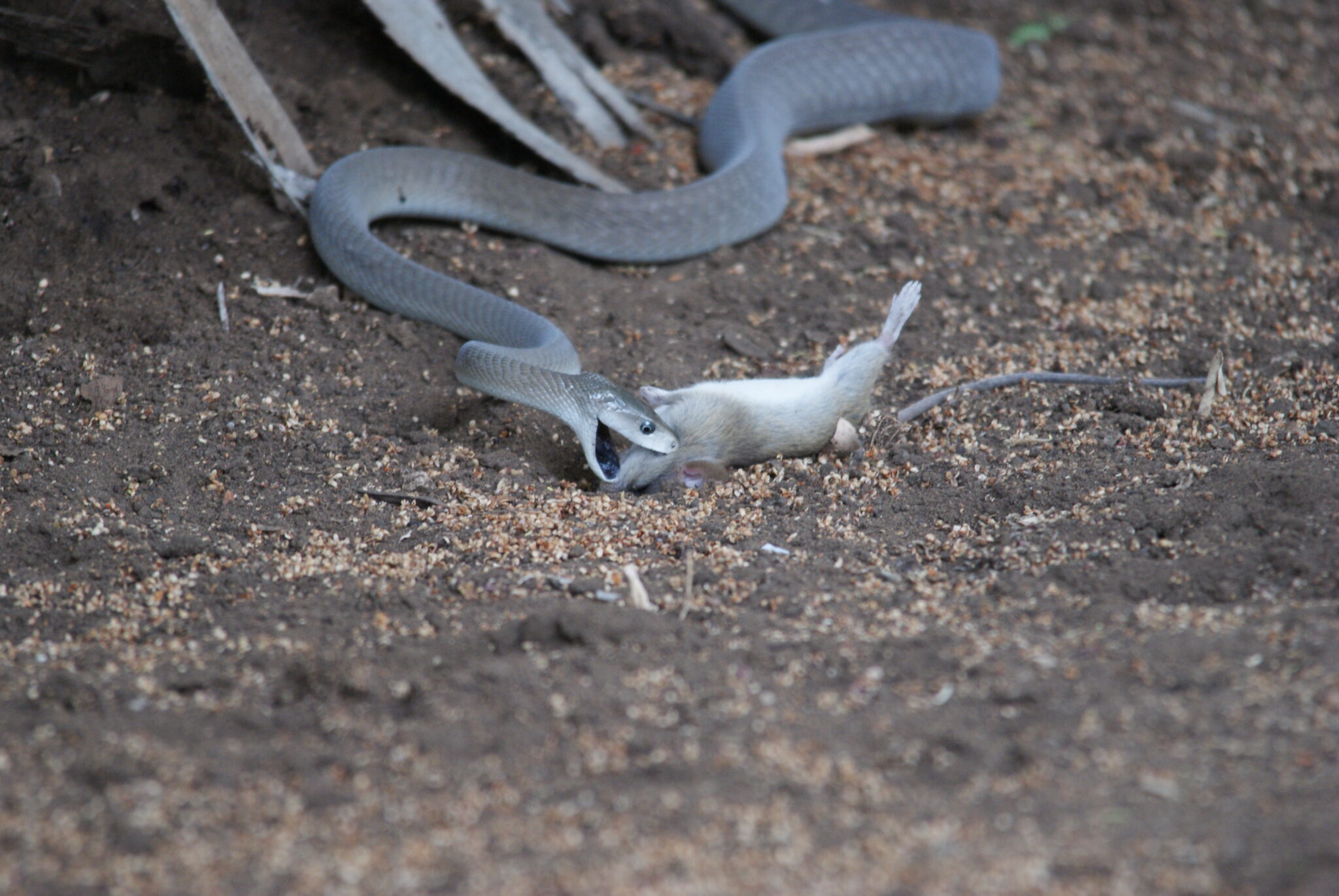 Watch: Black Mamba Snake Captures Mouse In Lightning Strike