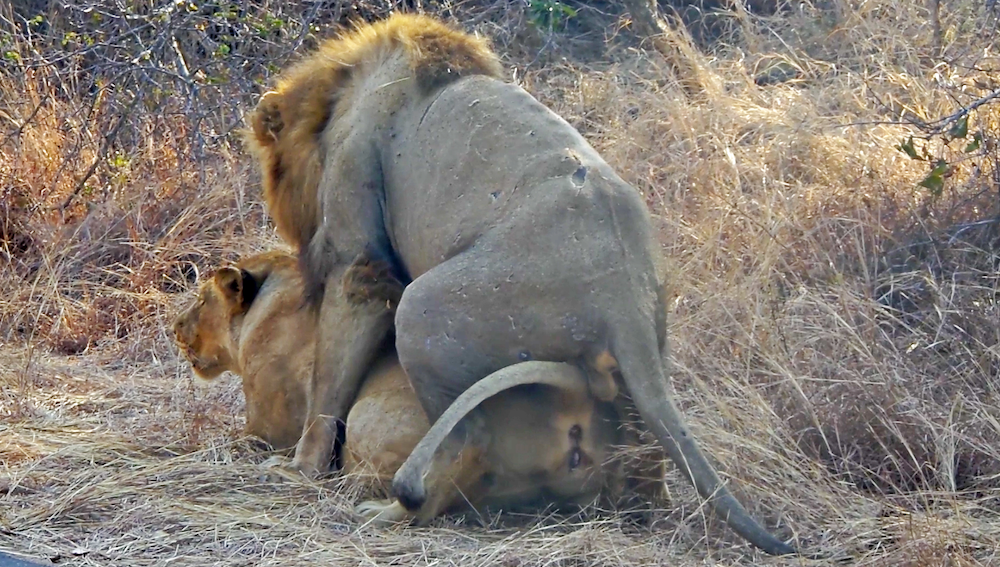Lions Mating In Extreme Close Up On Safari Road