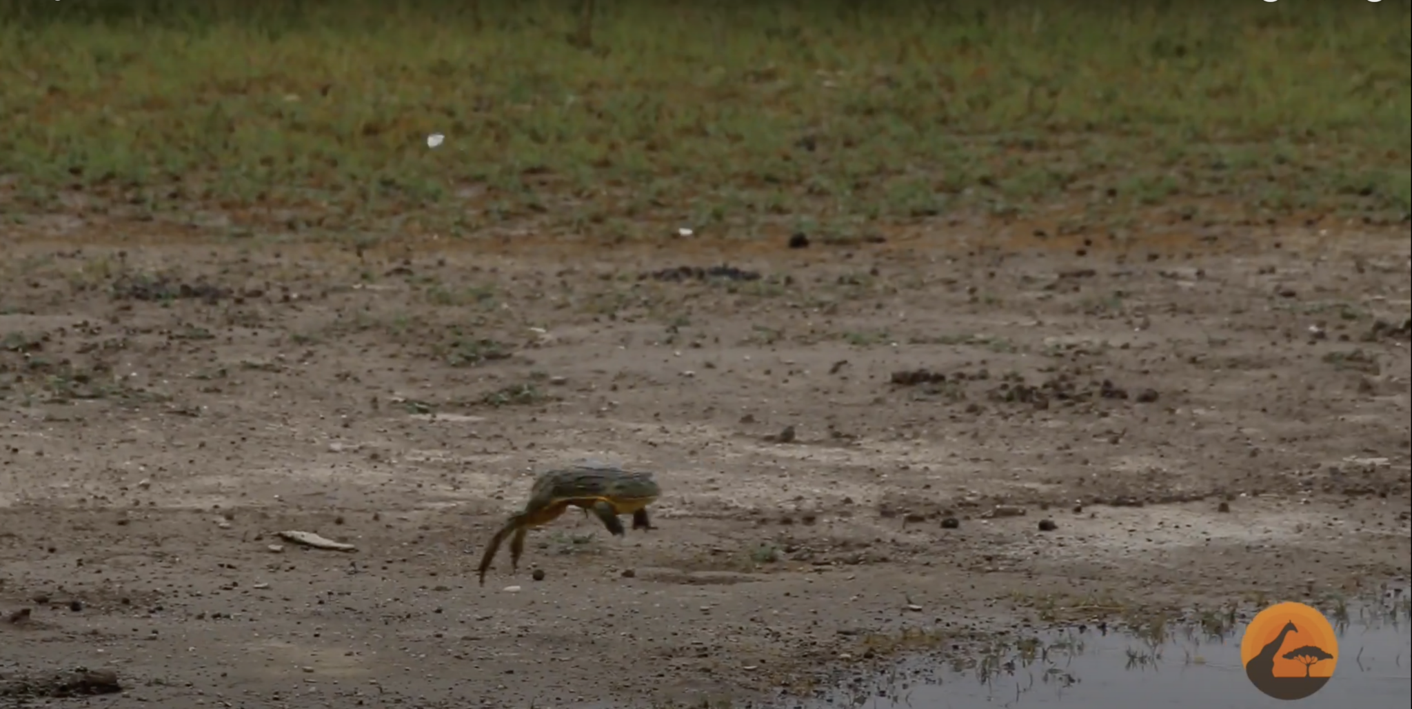 Frog Stalk Insect Frog Stalks And Hunts Butterflies In Rare Wildlife Moment