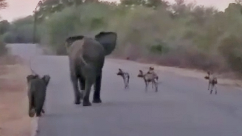 Watch: Elephants Protect Calf From Circling Wild Dogs