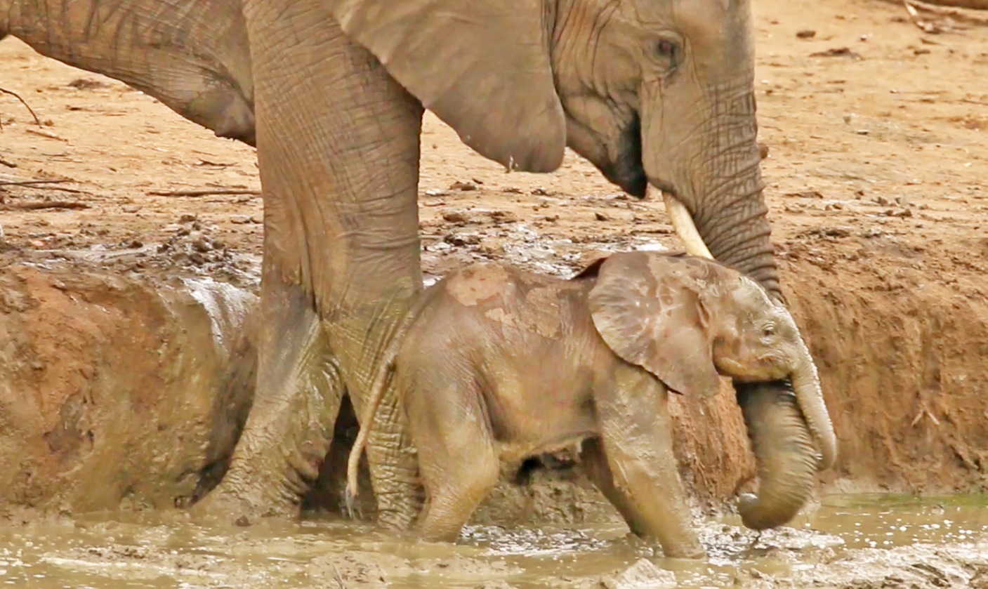 Watch: Elephants Help Rescue Baby Stuck In Waterhole