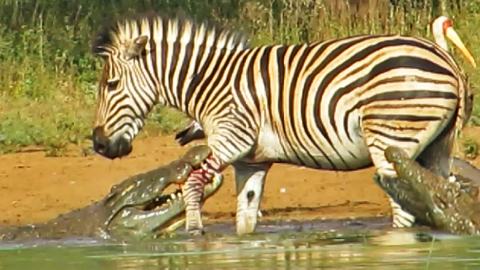 Zebra Escapes Two Crocodiles In Miraculous Getaway 