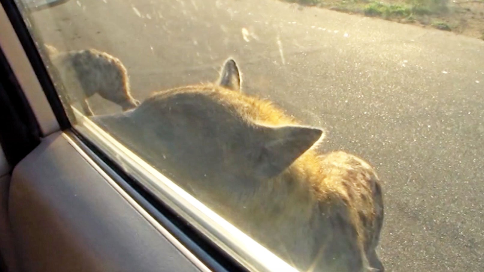 Hyena Nearly Opens Car Door In Terrifying Safari Moment