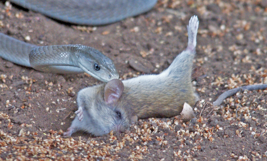 Watch: Black Mamba Snake Captures Mouse In Lightning Strike