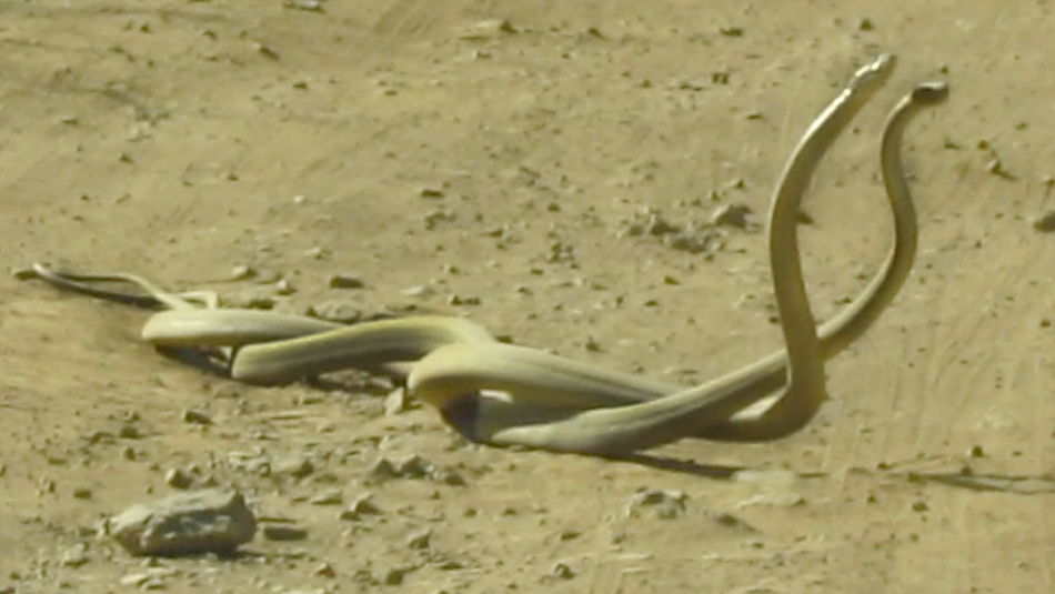 Black Mamba Snakes Battle For Territory
