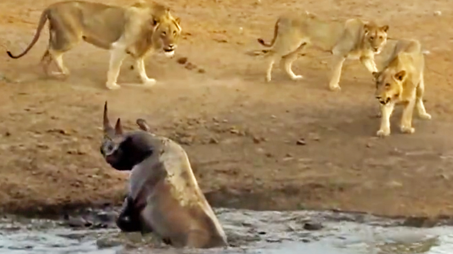 Lions Attack Black Rhino Trapped In Mud