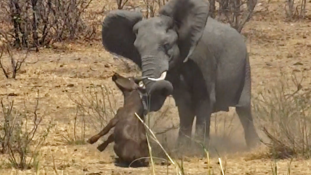 Watch: Elephant Stabs And Kills Buffalo in Brutal Encounter 