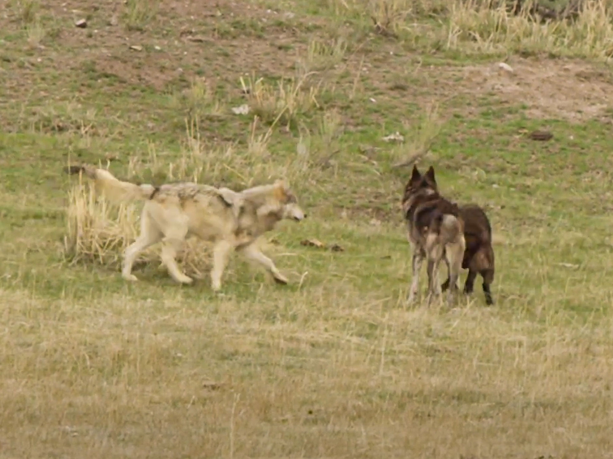 Working Wolves Watch: Yellowstone Wolves Working Out Who Is Boss