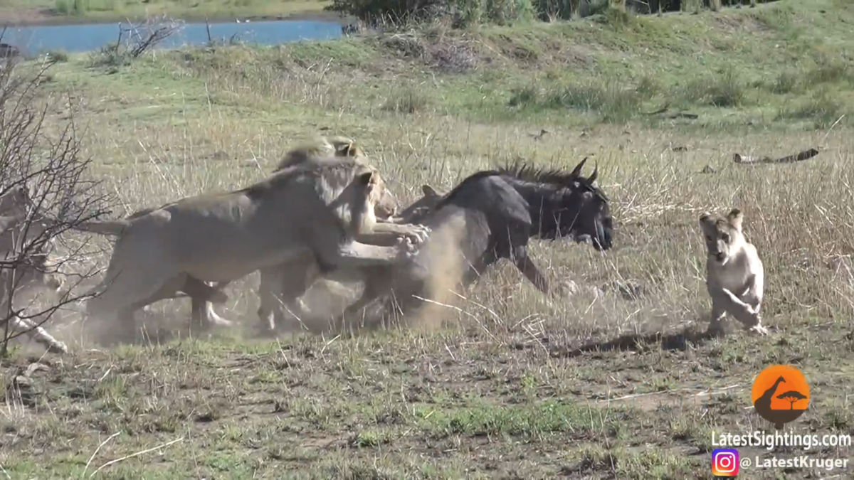 Lions Hunt Pregnant Wildebeest And Remove Calf