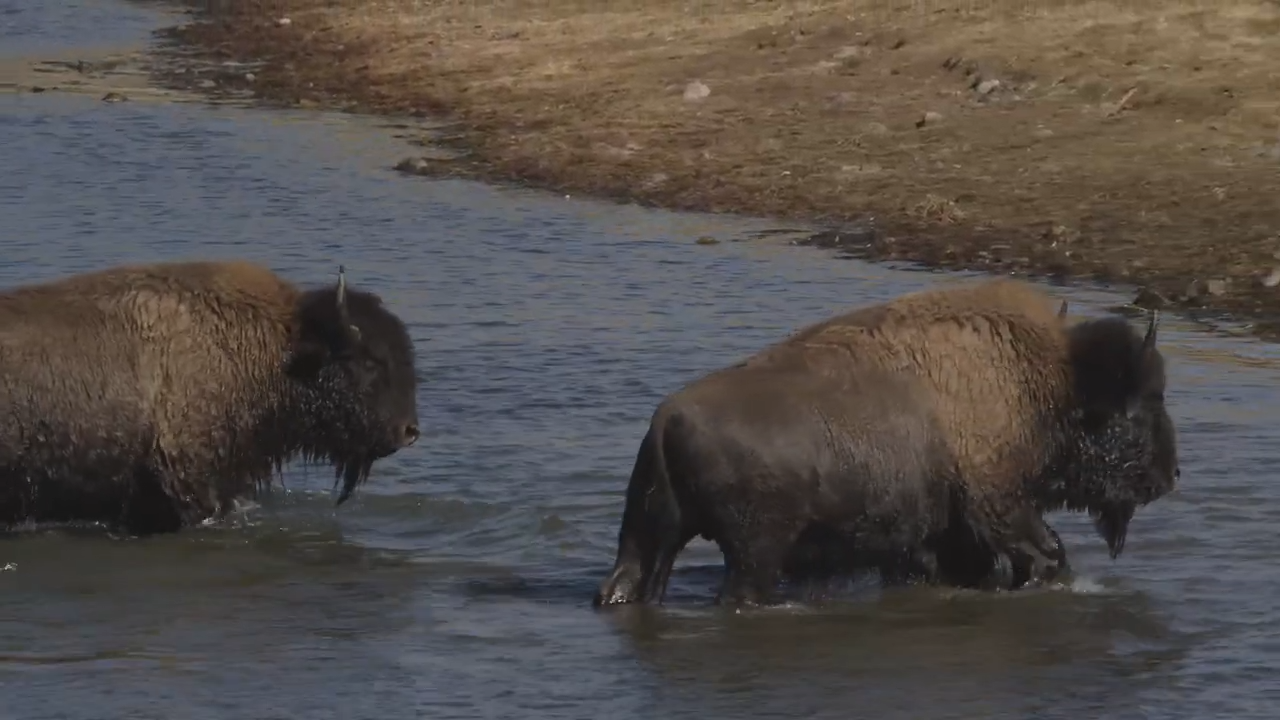 A Look At America’s Biggest Remaining Bison Population
