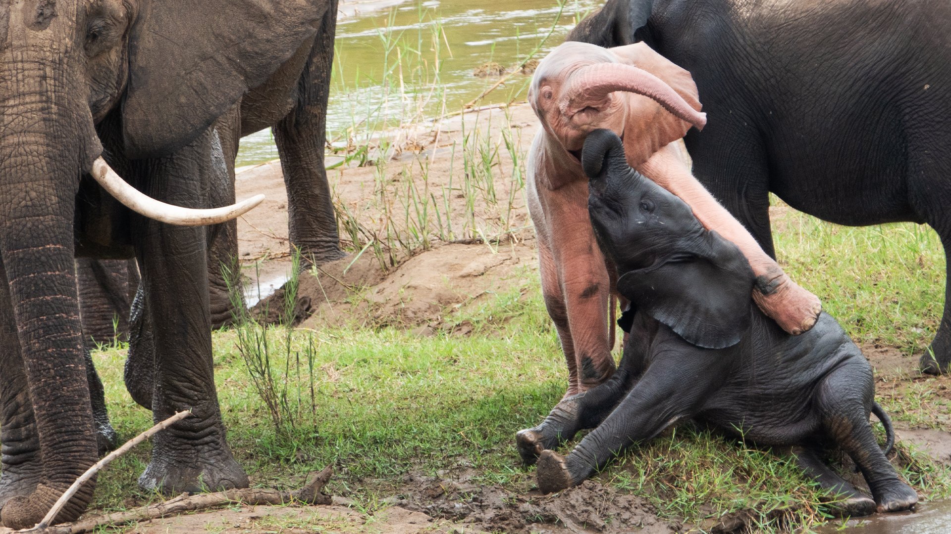 Rare Pink Elephants Play In The Riverbed