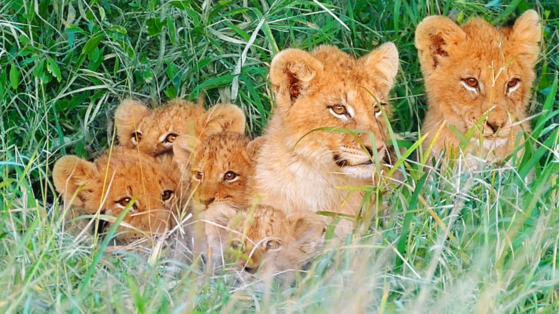 15 Lion Cubs Lost In Kruger Looking For Mother