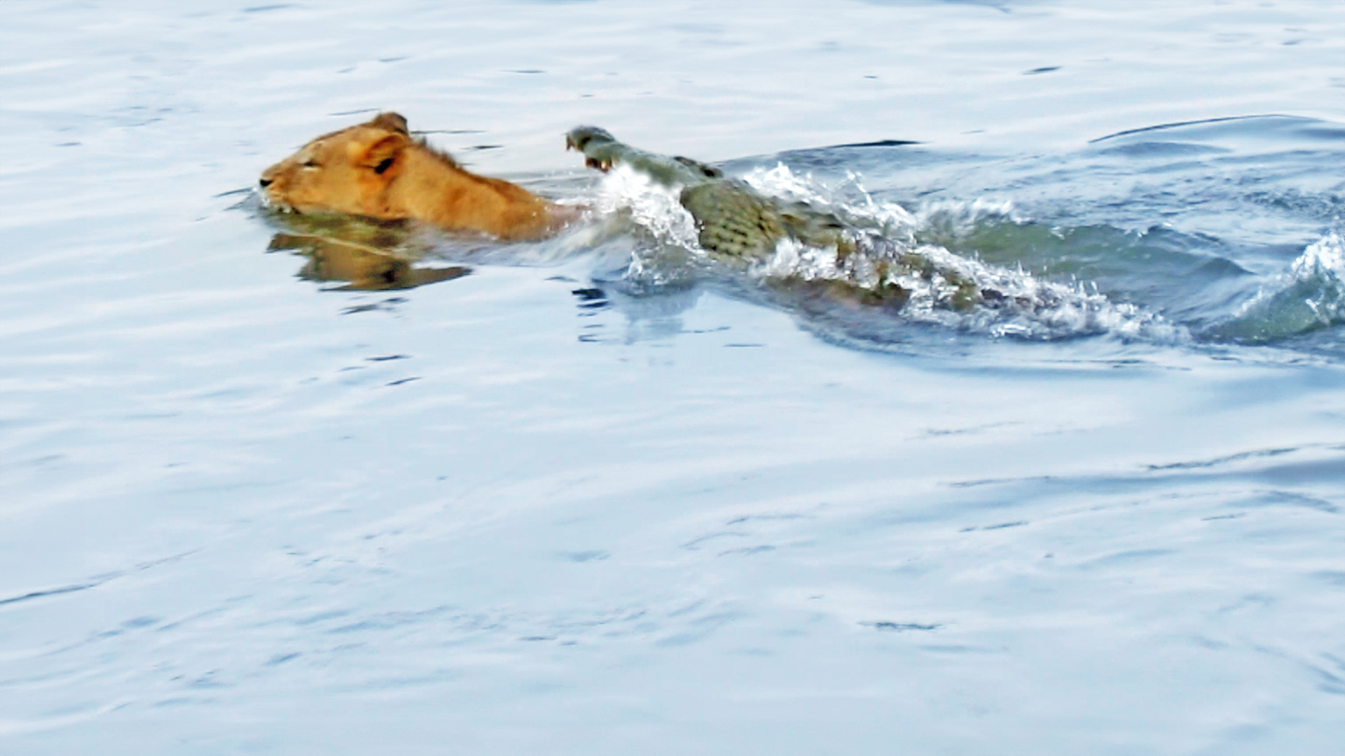 Crocodile Attacks Male Lion In Riverside Showdown