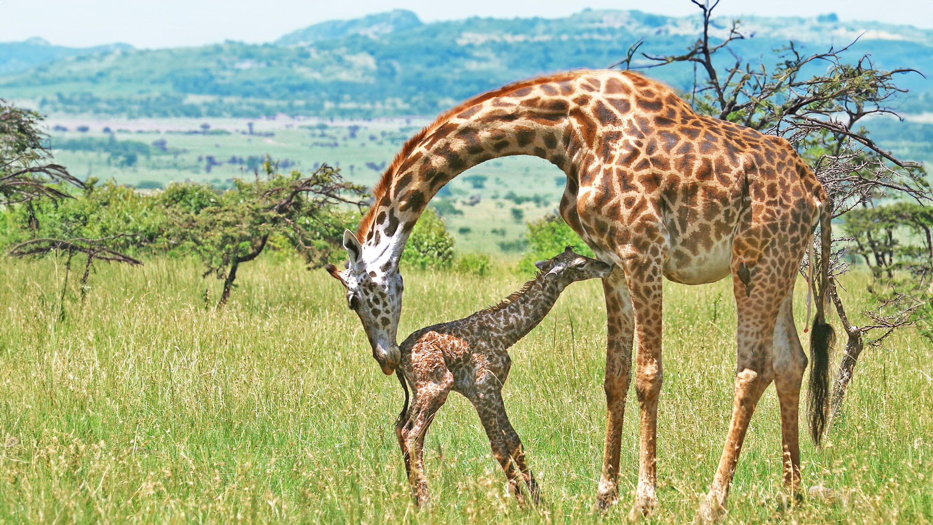 Watch Giraffe Giving Birth To Healthy Calf
