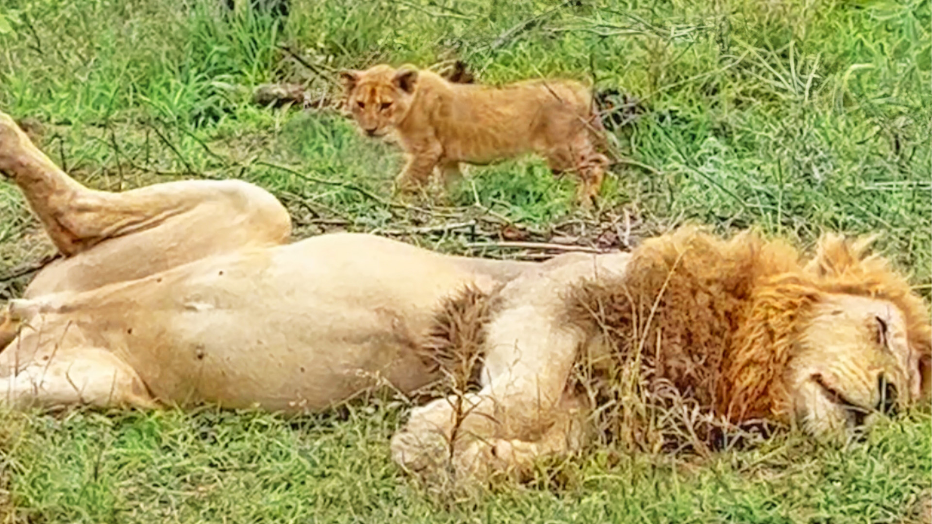Watch This Cheeky Lion Cub Sneak Up On Its Sleeping Dad