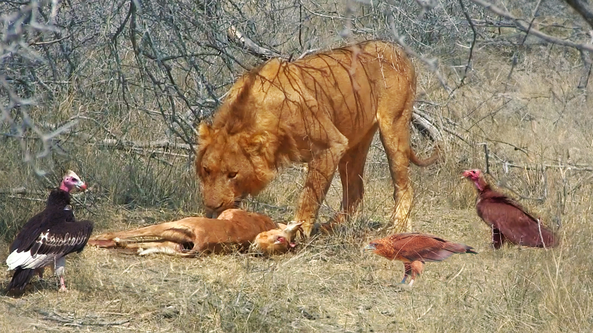 Food Chain Chaos From Eagle To Vulture To Lion