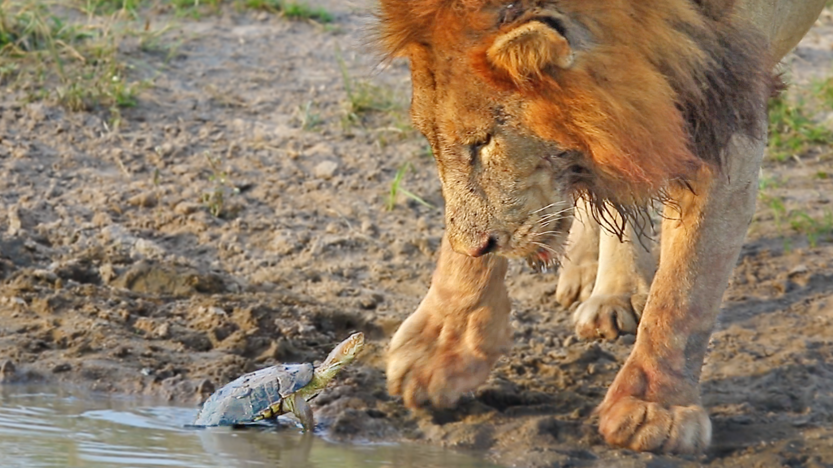 Chases Turtle Bites Huge Lion Drinking In His Pond