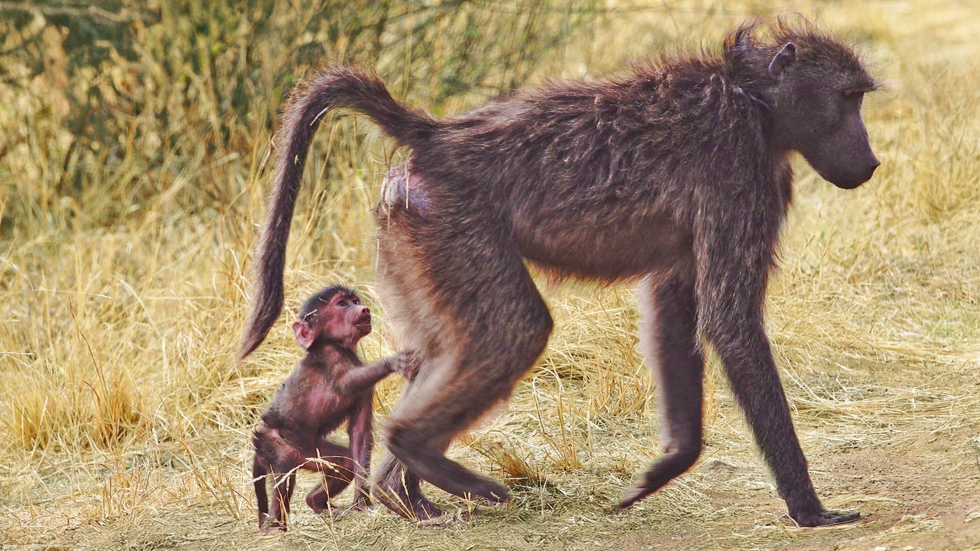 Watch As Cute Baby Baboon Struggles To Ride Mom